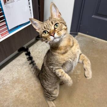 Stanley Tucci -  Domestic Short Hair Cat for Adoption in Waynesville, North Carolina - Stanley Tucci | PetCurious