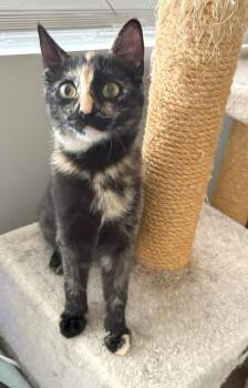 Tortoiseshell and Domestic Short Hair Cats Available for Adoption - Mar | PetCurious