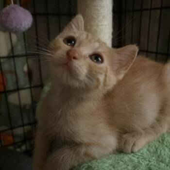 Cardinal -  Tabby Cat for Adoption in Midland, Michigan - Cardinal | PetCurious