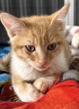 Lucy -  Domestic Short Hair Cat Available for Adoption in Ventura, California - Lucy | PetCurious