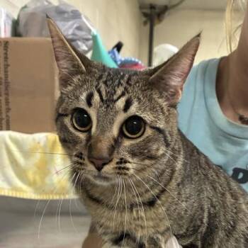 Domestic Short Hair Cats Available for Adoption in Pensacola, Florida - JUNO | PetCurious