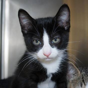 Slick -  Domestic Short Hair Cat for Adoption in West Palm Beach, Florida - Slick | PetCurious