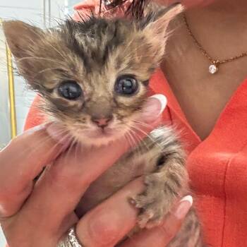 Bitsy -  Domestic Short Hair Cat for Adoption in League City, Texas - Bitsy | PetCurious