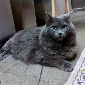 Domestic Long Hair Cats Available for Adoption in Palm Harbor, Florida - Newton | PetCurious