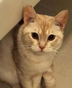 Rescue Domestic Short Hair Cats for Adoption in Snow Hill, Maryland - Moses | PetCurious