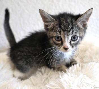 Talia -  Domestic Short Hair Cat for Adoption in Thief River Falls, Minnesota - Talia | PetCurious