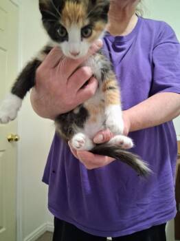 Cardi -  Domestic Short Hair Cat for Adoption in Heber City, Utah - Cardi | PetCurious