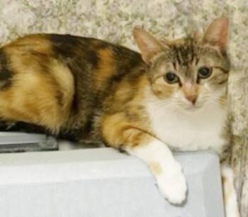 Peaches Hartland -  Torbie and Domestic Short Hair Cat for Adoption in Chandler, Arizona - Peaches Hartland | PetCurious