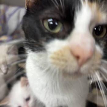 Rescue Domestic Short Hair Cats for Adoption in Fort Madison, Iowa - Brenda | PetCurious