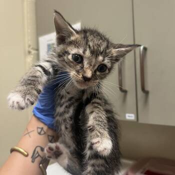 Everest -  Domestic Short Hair Cat for Adoption in Columbus, Georgia - Everest | PetCurious