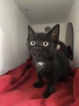 Jennifur -  Domestic Short Hair Cat for Adoption in Savannah, Georgia - Jennifur | PetCurious