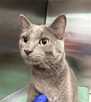 MARVIN -  Russian Blue Cat for Adoption in Dallas, Texas - MARVIN | PetCurious