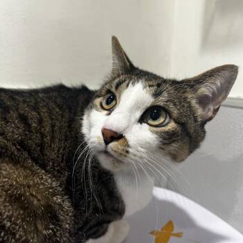 Domestic Short Hair Cats Available for Adoption - Spikey | PetCurious