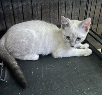 Candi -  Snowshoe and Domestic Short Hair Cat for Adoption in Ruskin, Florida - Candi | PetCurious