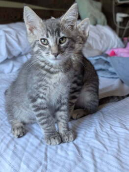 Rescue Domestic Short Hair Cats for Adoption in Vancouver, Washington - Astro | PetCurious