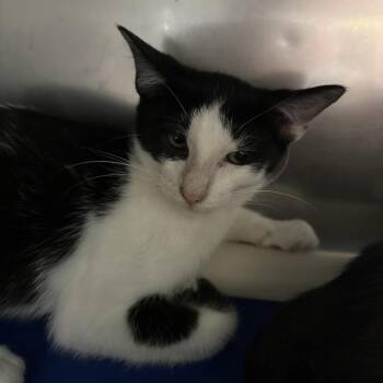 San Antonio -  Domestic Short Hair Cat for Adoption in Austin, Texas - San Antonio | PetCurious