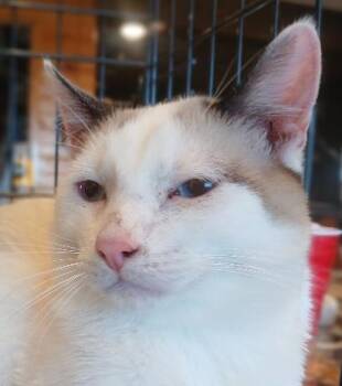 Rescue Siamese Cats for Adoption in Lee