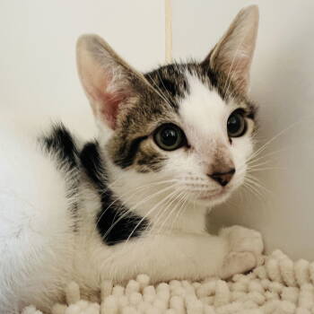 Rescue Domestic Short Hair Cats for Adoption in Oakland, California - Pip (bonded W/ Apricot) | PetCurious