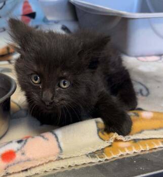Plum -  Domestic Long Hair Cat for Adoption in Fremont, Nebraska - Plum | PetCurious