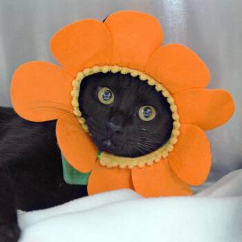 Mary -  Domestic Short Hair Cat for Adoption in Sanford, Florida - Mary | PetCurious