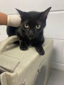PARY -  Domestic Short Hair Cat for Adoption in St. Cloud, Florida - PARY | PetCurious