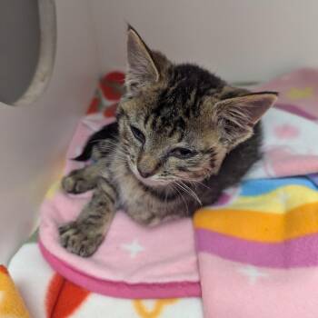 Jeffrey -  Domestic Short Hair Cat for Adoption in Jeffersonville, Indiana - Jeffrey | PetCurious