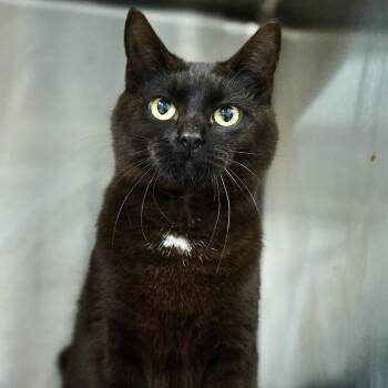 Domestic Short Hair Cats Available for Adoption - Stabler | PetCurious