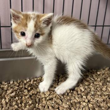 Datnoid -  Domestic Short Hair Cat for Adoption in Binghamton, New York - Datnoid | PetCurious