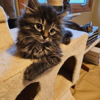 Libby -  Domestic Long Hair Cat Available for Adoption in Kenosha, Wisconsin - Libby | PetCurious