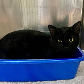 Domestic Short Hair Cats Available for Adoption in Warrensburg, Missouri - Jinx | PetCurious