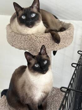 Siamese Cats Available for Adoption - Joey | PetCurious