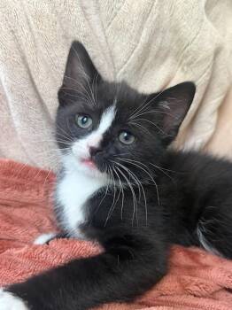 Oscar -  Domestic Short Hair Cat for Adoption in Teterboro, New Jersey - Oscar | PetCurious