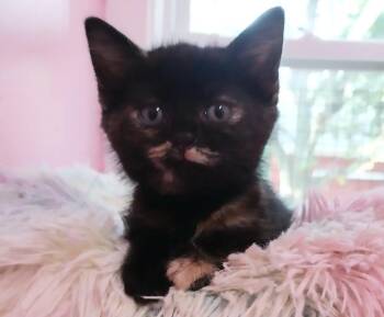 Pistachio  * IN FOSTER * -  Domestic Short Hair Cat for Adoption in South Bend, Indiana - Pistachio  * IN FOSTER * | PetCurious