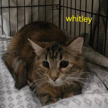 Whitley -  Domestic Long Hair Cat for Adoption in Grantsville, Utah - Whitley | PetCurious