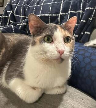 Rescue Calico Cats for Adoption in Indianapolis, Indiana - Indie | PetCurious