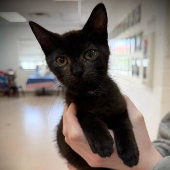 Phoebe -  Domestic Short Hair Cat for Adoption in Ardmore, Oklahoma - Phoebe | PetCurious