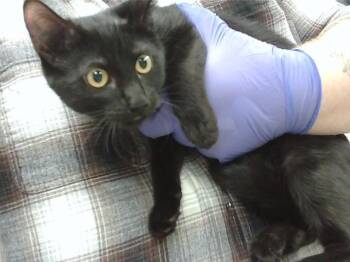 Domestic Short Hair Cats Available for Adoption - MYRISTICA | PetCurious