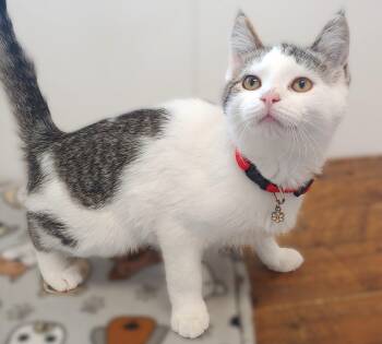 Rescue Domestic Short Hair Cats for Adoption in Belmont, New York - Mortisha | PetCurious