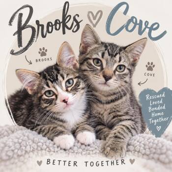BROOKS & COVE -  Domestic Medium Hair Cat for Adoption in Lakesite, Tennessee - BROOKS & COVE | PetCurious