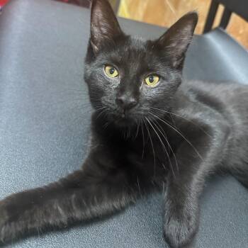 Rescue Domestic Short Hair Cats for Adoption in Honeoye, New York - Wren | PetCurious