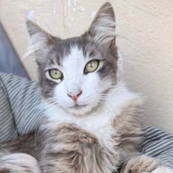 Domestic Long Hair Cats Available for Adoption in Long Beach, California - Forest | PetCurious