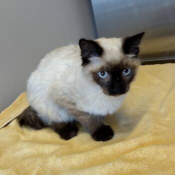 IVHS-Stray-142321 -  Domestic Medium Hair Cat for Adoption in San Gabriel, California - IVHS-Stray-142321 | PetCurious
