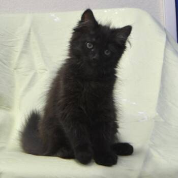 Domestic Short Hair Cats Available for Adoption in Los Angeles, California - Silly | PetCurious