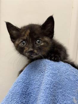 Domestic Short Hair Cats Available for Adoption in Ontario, California - CUTIE - NEEDS A FOSTER | PetCurious