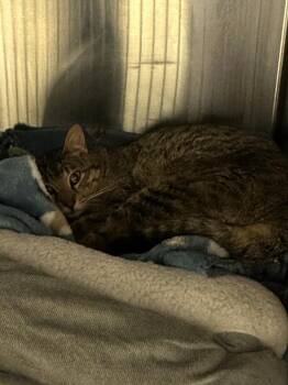Mr. Tumnus -  Domestic Medium Hair Cat for Adoption in Coupeville, Washington - Mr. Tumnus | PetCurious