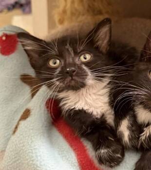 Fairy Godmother -  Domestic Short Hair Cat for Adoption in Golden, Colorado - Fairy Godmother | PetCurious