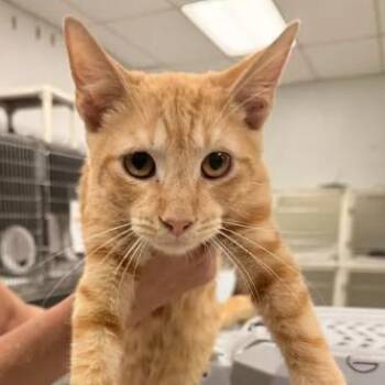 Varek-C -  Domestic Short Hair Cat for Adoption in East St. Louis, Illinois - Varek-C | PetCurious