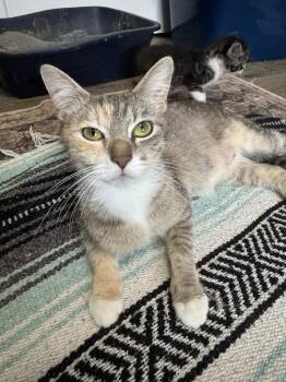 Kali -  Domestic Short Hair Cat for Adoption in Bolivar, Missouri - Kali | PetCurious