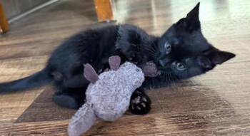 CROISSANT -  Domestic Short Hair Cat for Adoption in Colorado Springs, Colorado - CROISSANT | PetCurious