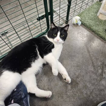 Rescue Domestic Short Hair Cats for Adoption in Chicago, Illinois - Otto | PetCurious